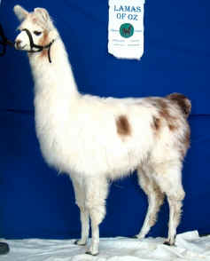 LOZ Ally McBean at 8 months (SOLD)