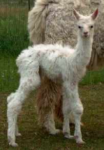 Hannah on her birth day