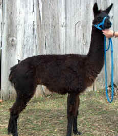 Brando at 16 months (SOLD)