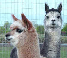 Proud alpaca dam shows off her beautiful cria