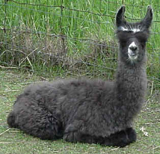 Grey Bunny's 2004 cria