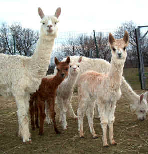 Group of Suri Alpacas