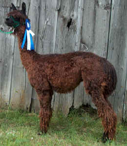 "Gus" - Grand Champion