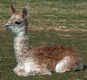 Suri Bob as a cria