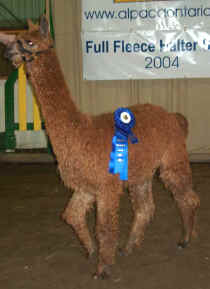 LOZ Peruvian Lolly takes 2nd Place!