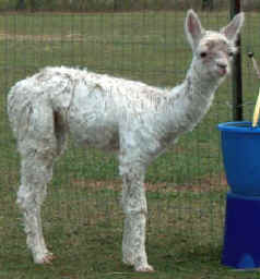Miney at 5 weeks