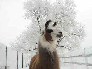 Nanuk in hoarfrost