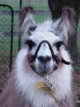 Northwest Nanuk - Star Llama Herdsire!