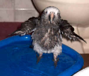 Pogo - Flapping in Bath May17/03