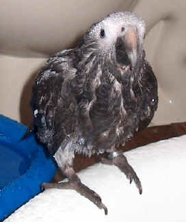 Pogo - May17/03 On Tub