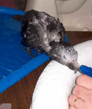 Pogo - May 17/03 Shower