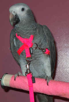 Pogo in Harness May 17/03