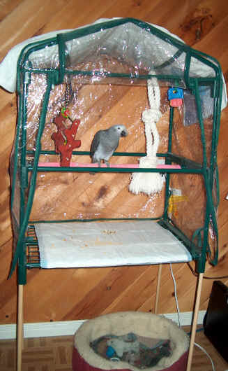 Pogo in Playstand