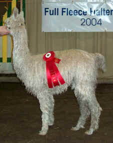 LOZ Peruvian Precious takes 1st Place!!