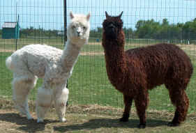 White huacaya & mahogany suri alpaca males