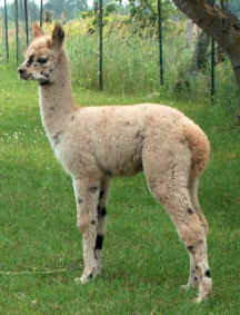 LOZ Peruvian Tiger Tail at 12 days