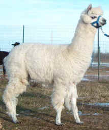 Vinny at 15 months (SOLD)