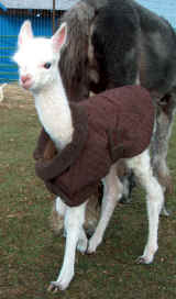 Vinny - 1 day old