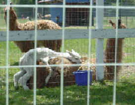 Studly 1 month old alpaca tries to breed llama!
