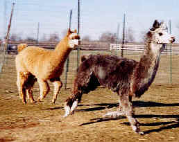 Alpacas pronking