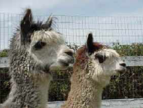 Ashley & Cheecha - Grey & Rose Grey!