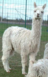 OACL Peruvian Hermiony