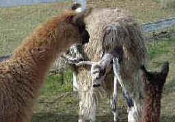 The Welcome Wagon awaits Buckeroo!