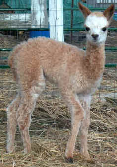 LOZ Peruvian Sun Diva - 1.5 weeks old