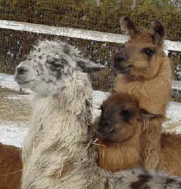 3 Llama Girls Huddle