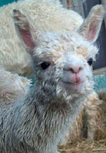 Adorable light fawn suri alpaca cria, aptly named "Precious"
