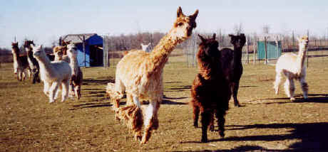 Alpacas in camera lens are closer than they appear!