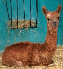 Rare reddish-brown suri alpaca cria
