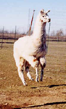 If llamas can fly, why can't cows?