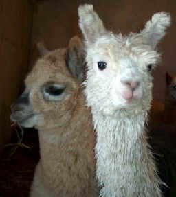 Contrast between huacaya & suri alpacas