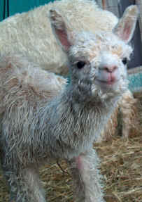 LOZ Peruvian Precious at 3.5 weeks