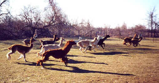 Spring Run-Off