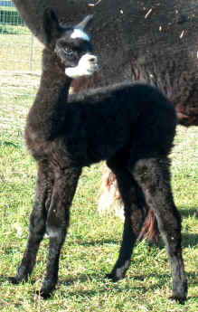 Newborn alpaca cria - Zorro