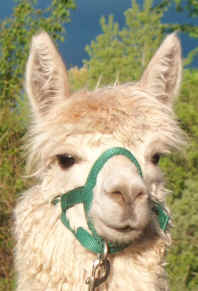 LOZ Peruvian Carmella - EXTREMELY fine suri female!