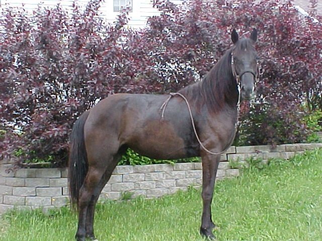 My Hubby's Horse "Not For Sale"