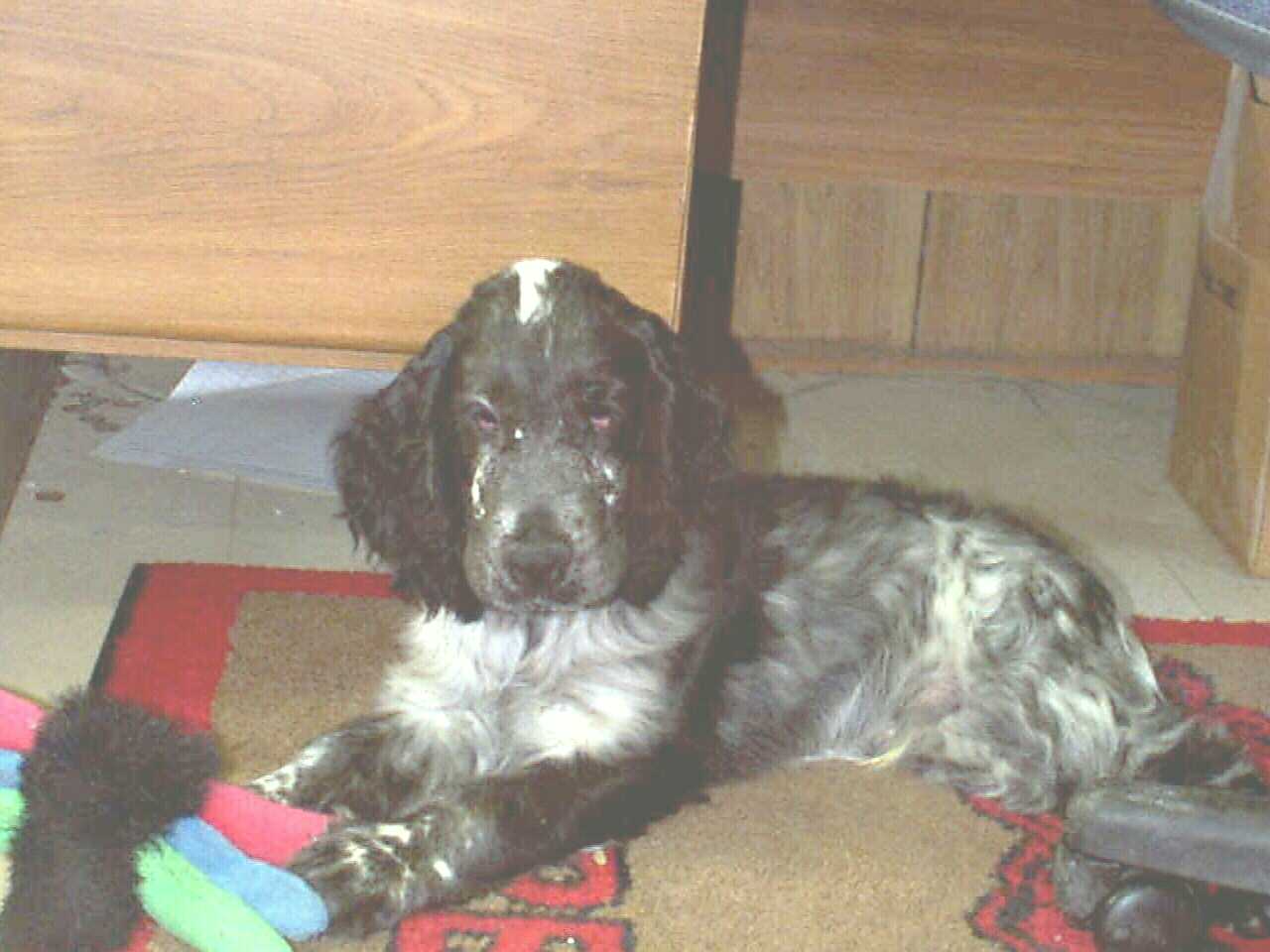 Taz