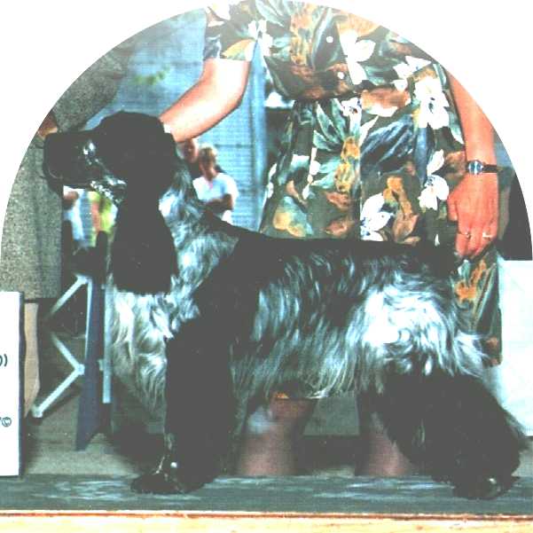 Taz