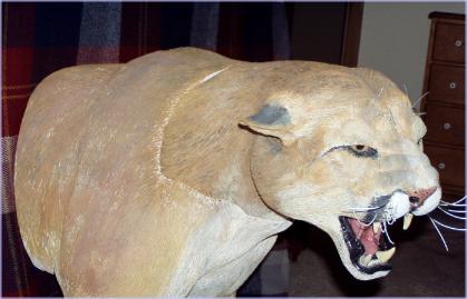 Mountain Lion