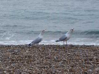 Seagulls on Brighton beach