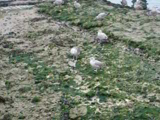 Young seagulls, Newhaven Harbour