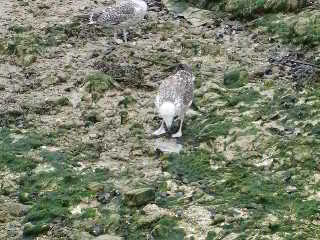 Young seagulls, Newhaven Harbour