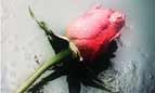 Rose for the Lady