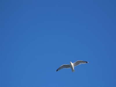Seagull