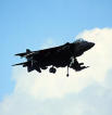 harrier