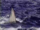 /user/jaws4fin.jpg