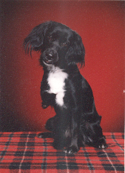 Three legged dog